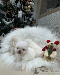 Photo №2 to announcement № 126760 for the sale of pomeranian - buy in France breeder