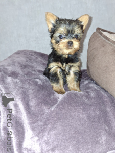 Photo №2 to announcement № 159218 for the sale of beaver yorkshire terrier, bichon frise, yorkshire terrier - buy in Estonia private announcement, from nursery, breeder