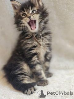 Photo №1. maine coon - for sale in the city of Braunschweig | Is free | Announcement № 145309