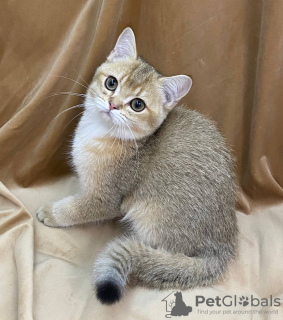 Photo №2 to announcement № 102773 for the sale of chinchilla cat - buy in Uzbekistan from nursery