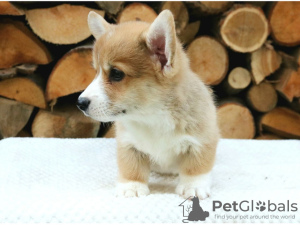 Photo №4. I will sell welsh corgi in the city of Амстердам. private announcement - price - negotiated