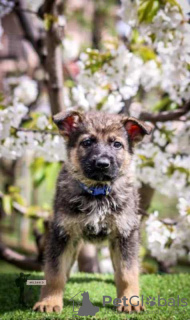 Additional photos: German Shepherd puppies