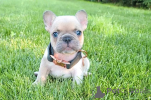 Photo №2 to announcement № 162453 for the sale of french bulldog - buy in Poland breeder