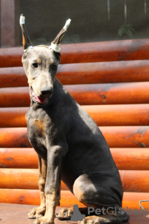 Photo №1. dobermann - for sale in the city of Kiev | negotiated | Announcement № 11443