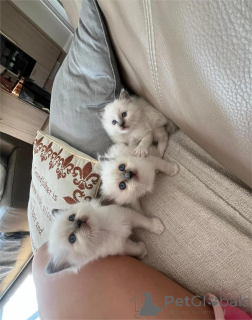 Photo №1. birman - for sale in the city of Gräfelfing | 361$ | Announcement № 154589