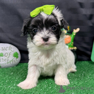 Photo №3. Acești adorabili pui de Maltipoo. Romania
