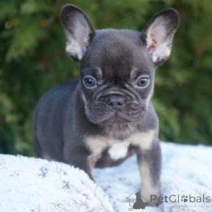 Photo №4. I will sell french bulldog in the city of Berlin. breeder - price - 413$