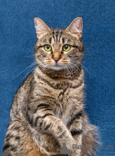 Photo №3. Baby Musya is looking for a home and a loving heart. Russian Federation