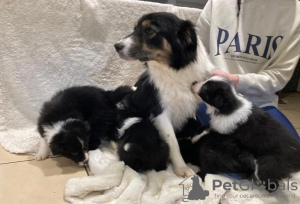 Photo №3. Border Collie Puppies. READY NOW. Germany