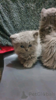 Photo №1. british shorthair - for sale in the city of Berlin | negotiated | Announcement № 136631