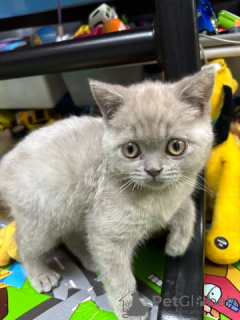 Photo №2 to announcement № 92865 for the sale of british shorthair - buy in United States 