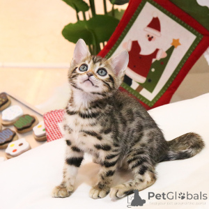 Photo №2 to announcement № 153293 for the sale of bengal cat - buy in Belgium breeder