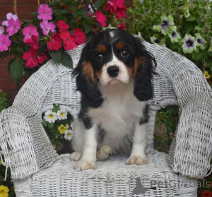 Photo №1. cavalier king charles spaniel - for sale in the city of Valmadonna | negotiated | Announcement № 157997