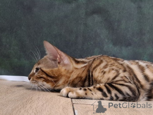 Photo №4. I will sell bengal cat in the city of Łódź. private announcement, from nursery, breeder - price - 1694$