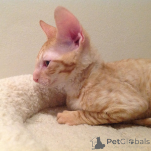 Photo №2 to announcement № 173219 for the sale of cornish rex - buy in Bulgaria private announcement, breeder