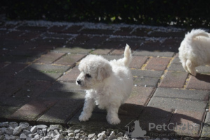 Additional photos: Kc Registered Bichon Frise Pups