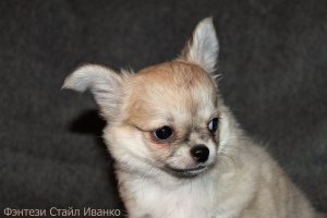 Photo №4. I will sell chihuahua in the city of Pinery. from nursery - price - 130$