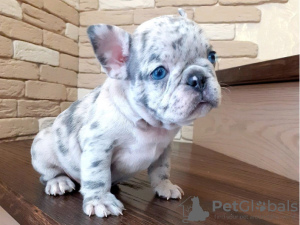 Photo №1. french bulldog - for sale in the city of Brussels | 740$ | Announcement № 79830