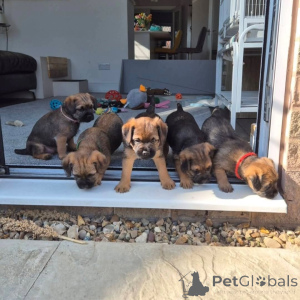 Photo №3. Loving Border Terrier puppies for sale. Business WhatsApp 4915781334108. Lithuania