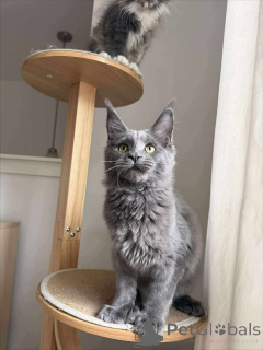 Photo №1. maine coon - for sale in the city of Ängelholm | negotiated | Announcement № 158000