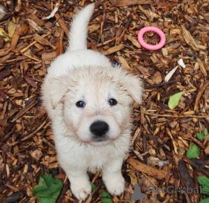 Photo №1. german shepherd - for sale in the city of Strasbourg | negotiated | Announcement № 165313