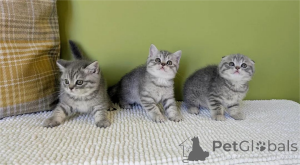 Photo №1. scottish fold - for sale in the city of Wetter | 329$ | Announcement № 153769