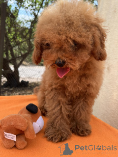 Photo №3. Toy Poodle Girl. Ukraine