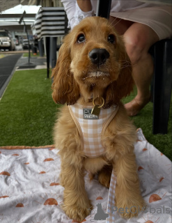 Photo №2 to announcement № 159295 for the sale of golden retriever - buy in Iceland private announcement