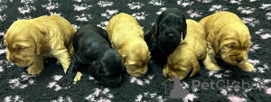 Photo №4. I will sell english cocker spaniel in the city of Ada.  - price - 528$