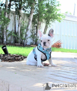 Additional photos: We obviously have tsutsenya French bulldog