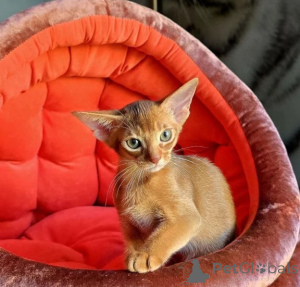Photo №1. abyssinian cat - for sale in the city of Bad Soden-Salmünster | 350$ | Announcement № 177798