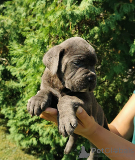 Photo №2 to announcement № 119974 for the sale of cane corso - buy in Serbia 