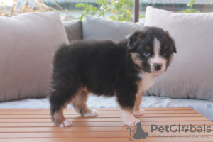 Photo №3. Australian Shepherd Puppies. Austria