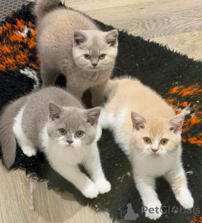 Photo №1. british shorthair - for sale in the city of Magdeburg | negotiated | Announcement № 176585