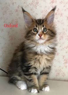 Photo №1. maine coon - for sale in the city of Tambov | 402$ | Announcement № 3742