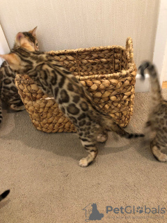 Photo №2 to announcement № 124736 for the sale of bengal cat - buy in Germany private announcement, breeder