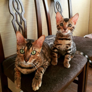 Photo №1. bengal cat - for sale in the city of Irkutsk | 392$ | Announcement № 5325