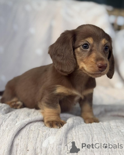 Photo №1. dachshund - for sale in the city of Ostrava | negotiated | Announcement № 171319