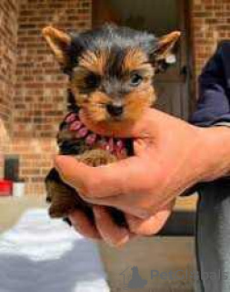 Photo №1. yorkshire terrier - for sale in the city of San Antonio | 380$ | Announcement № 127879