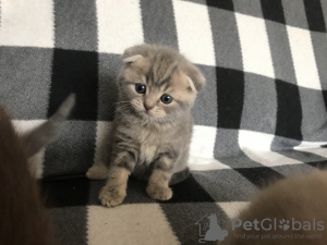 Photo №4. I will sell scottish fold in the city of Pinsk. private announcement - price - negotiated