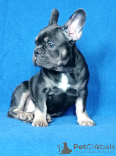 Photo №1. french bulldog - for sale in the city of Nikopol | 500$ | Announcement № 13249