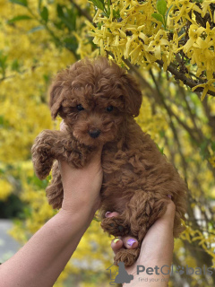 Photo №1. poodle (toy) - for sale in the city of Sion | 2600$ | Announcement № 20134