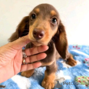 Photo №3. здоровые щенки таксы переезжают в новый дом. Germany