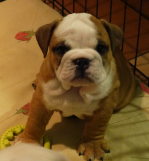 Photo №1. english bulldog - for sale in the city of Minsk | Is free | Announcement № 3829