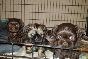 Photo №4. I will sell shih tzu in the city of Gottskär. private announcement, breeder - price - 671$