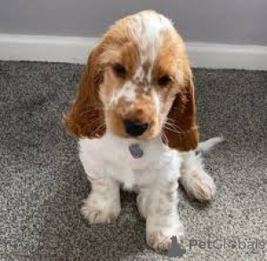 Photo №1. english cocker spaniel - for sale in the city of Helsinki | 723$ | Announcement № 169504