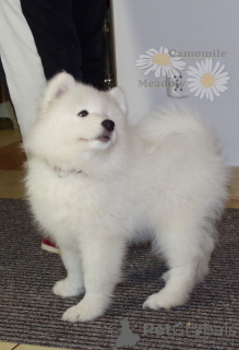 Photo №4. I will sell samoyed dog in the city of Bialystok. breeder - price - 1585$
