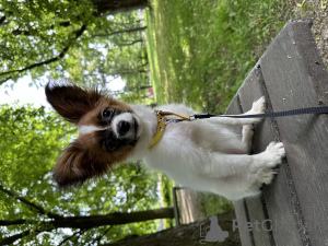 Additional photos: Papillon. Puppy. Female. FCI