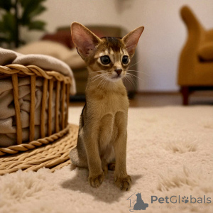 Photo №3. Abyssinian kitten, girl. Belarus