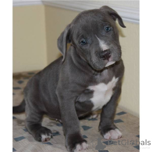 Photo №1. american pit bull terrier - for sale in the city of Innsbruck | negotiated | Announcement № 167382